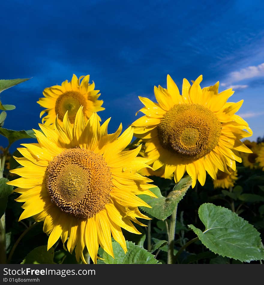 A picture of gold sunflowers on a background of the evening dark blue sky. A picture of gold sunflowers on a background of the evening dark blue sky