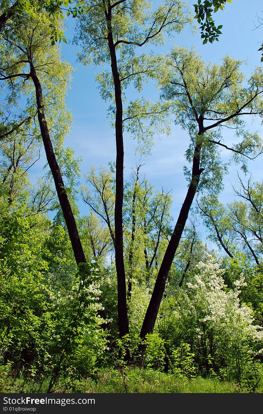 Summer trees