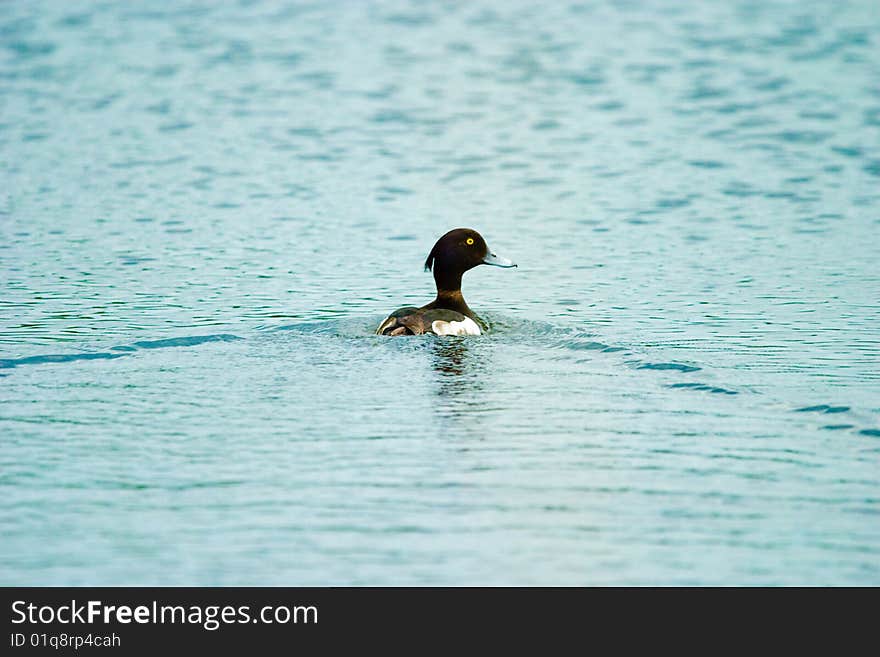 Sealing wild duck on samall lake. Sealing wild duck on samall lake