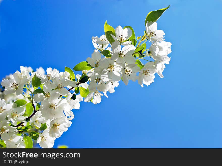 White flowers