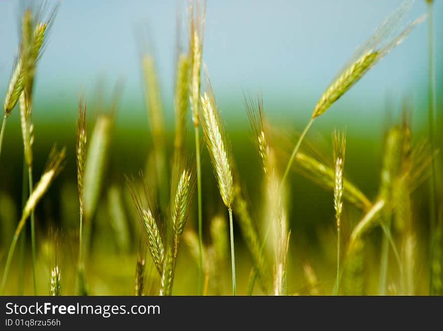 Wild green plant in sunny day. Wild green plant in sunny day