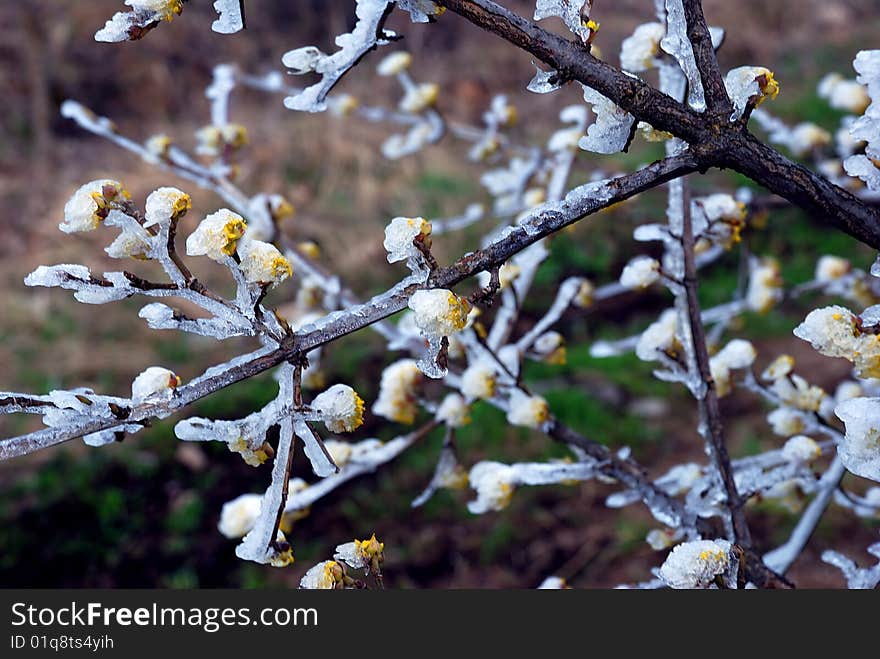 Hoarfrost