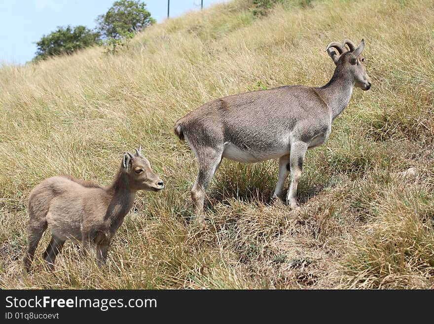 Nilgiri tahr