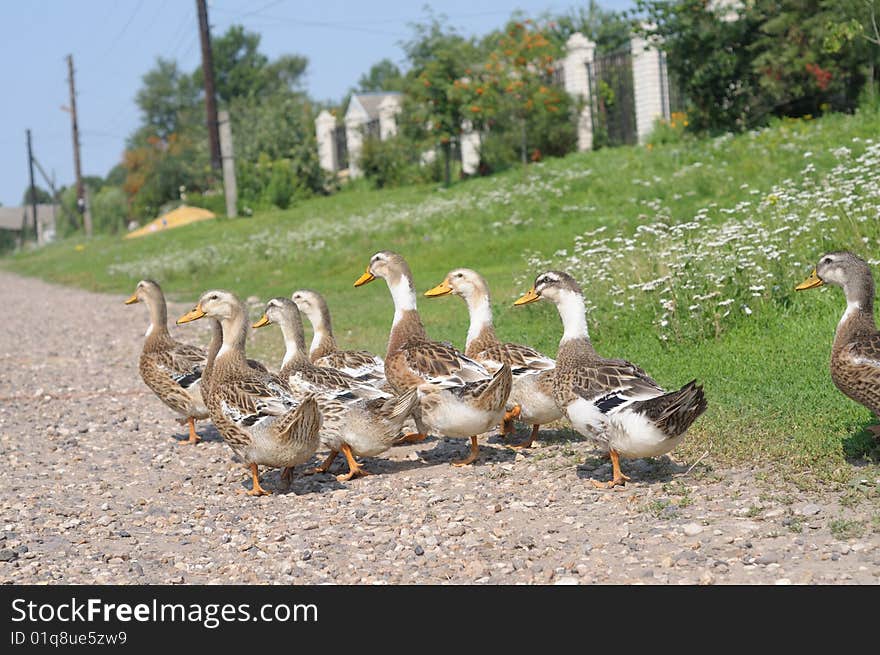 Flock of domestic geese going on rural road in Russia