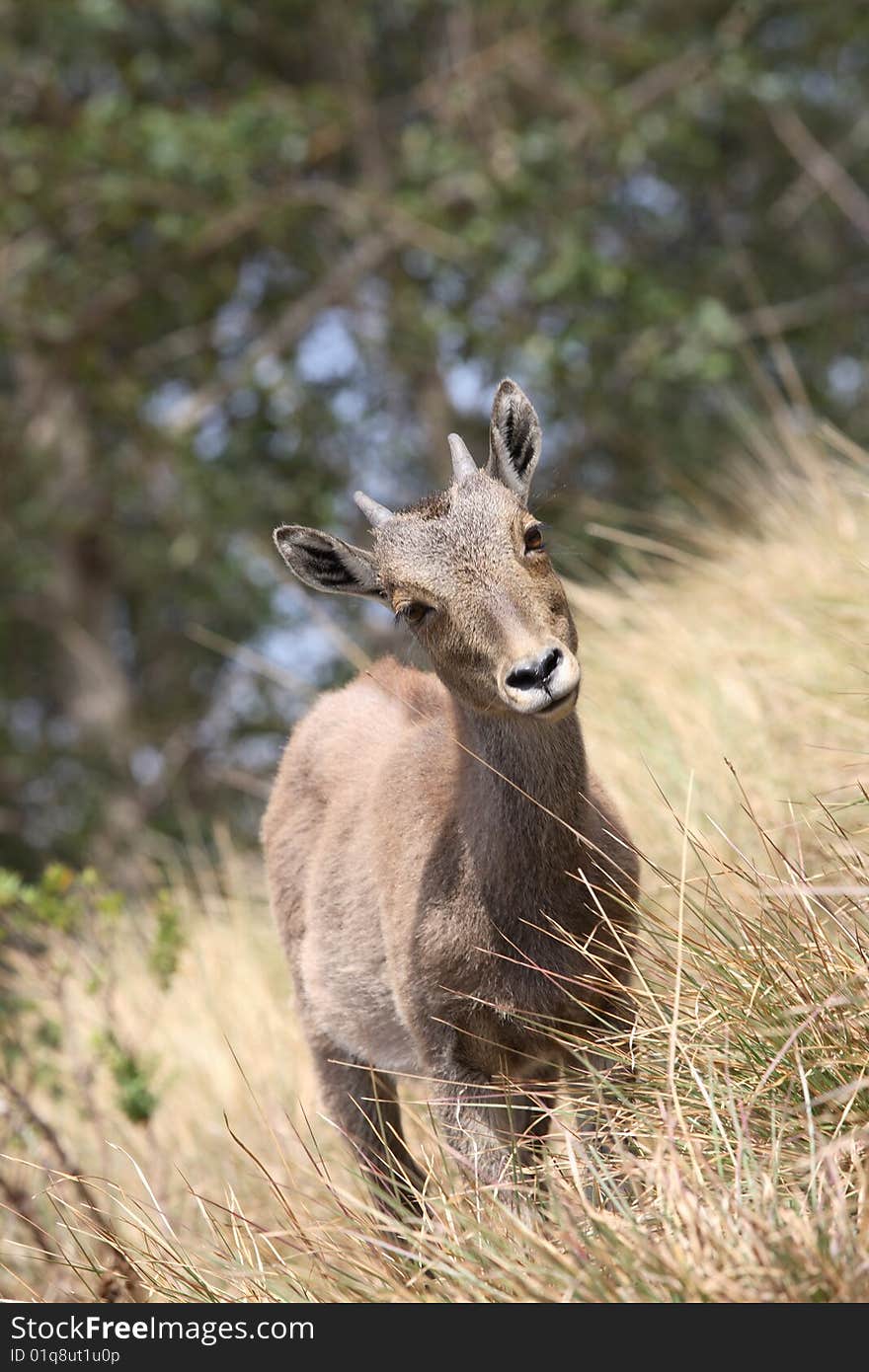 Nilgiri Tahr