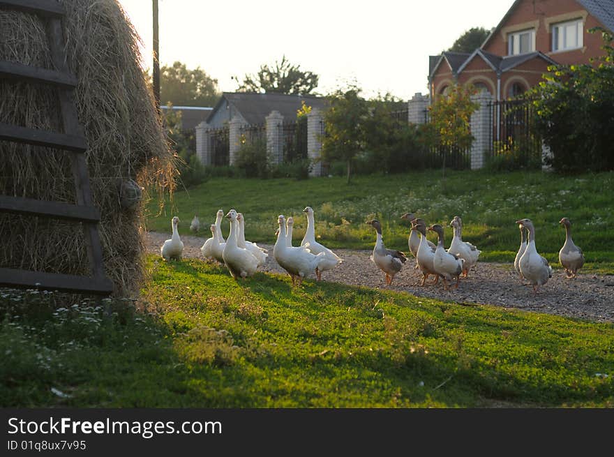 Flock of geese on rural road