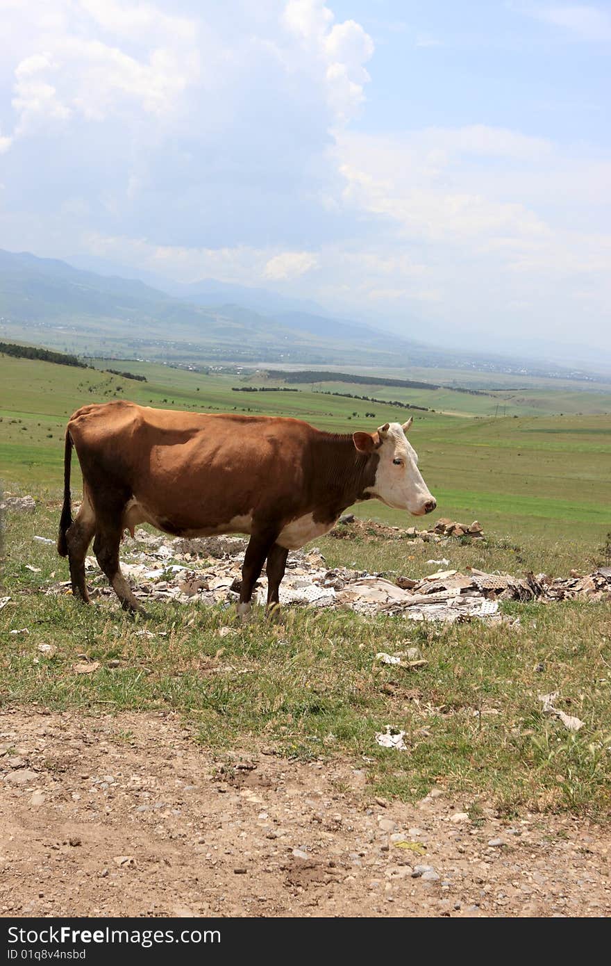 The brown cow on pasture in Georgia