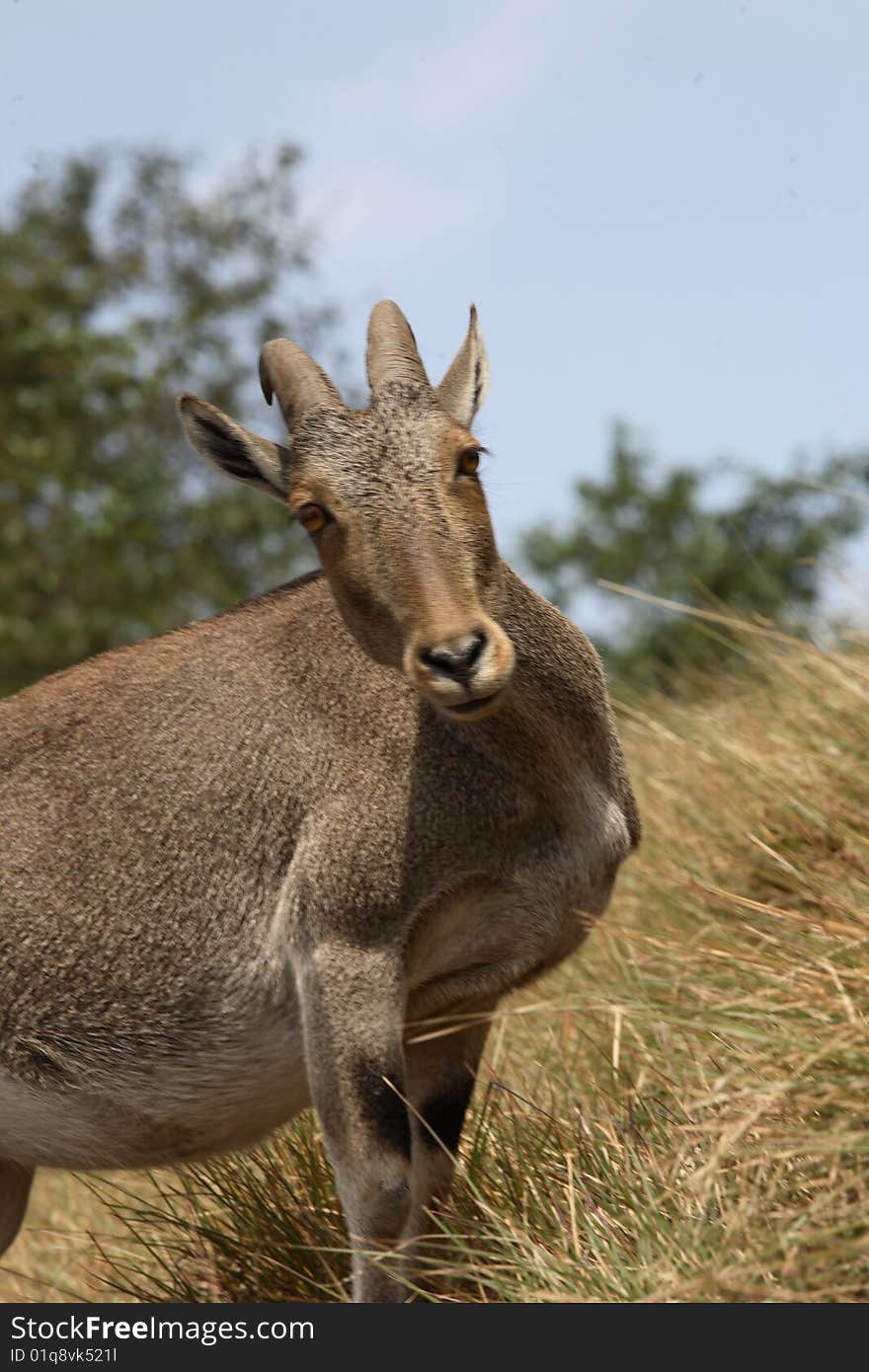 Nilgiri tahr