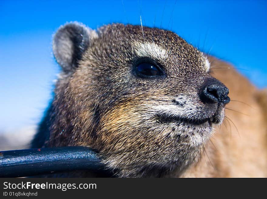 Close up shot of a rock dassie on top of Table Mountain, cape Town South Africa. Close up shot of a rock dassie on top of Table Mountain, cape Town South Africa