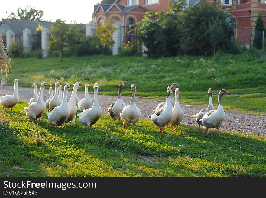 Flock of geese on rural road