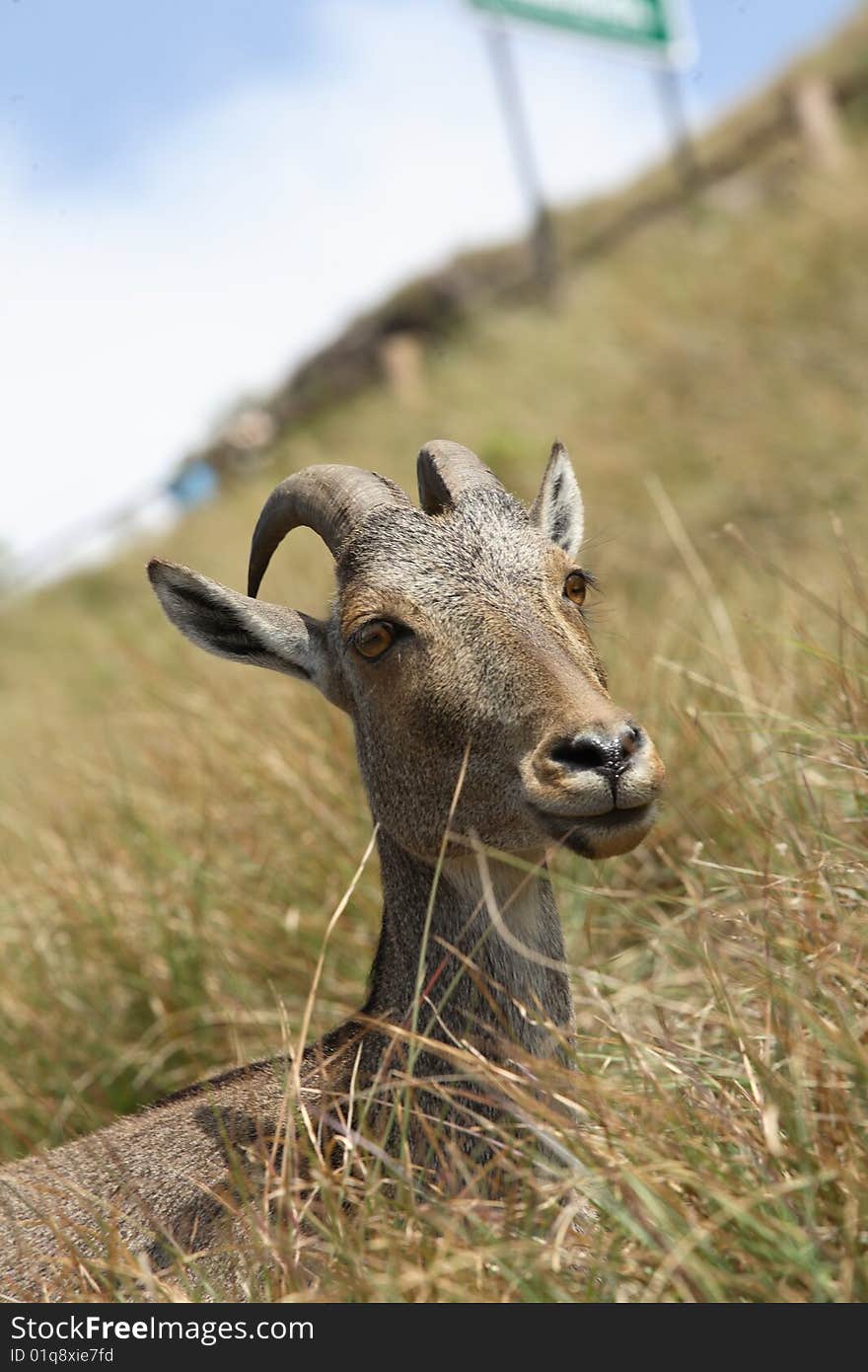 Nilgiri Tahr