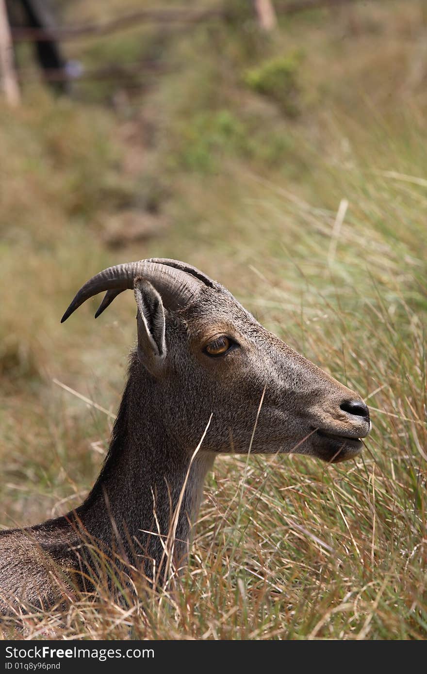 Nilgiri tahr