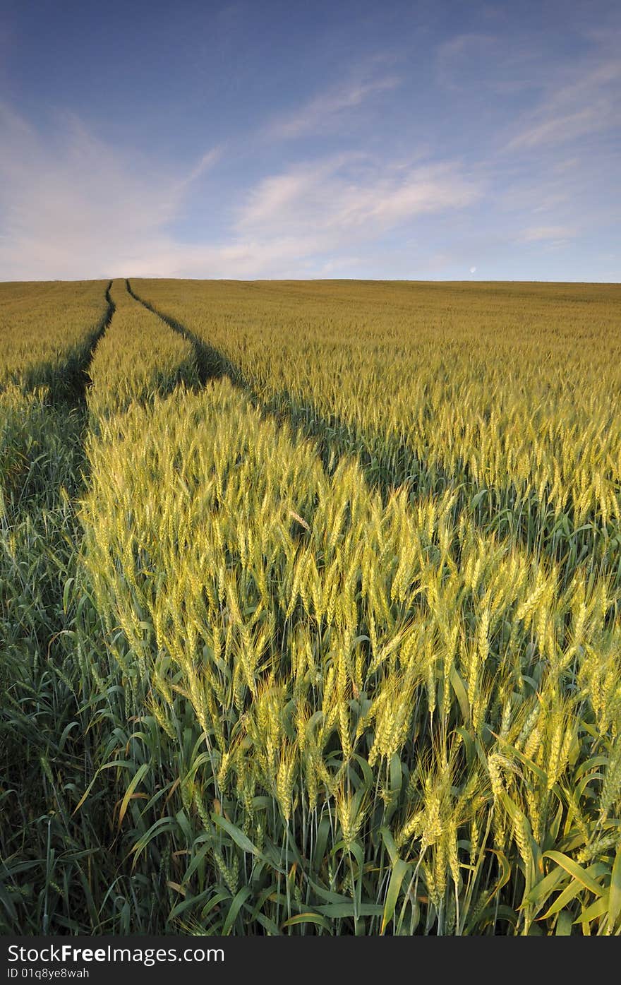 Wheat field on the hill under the morning sky