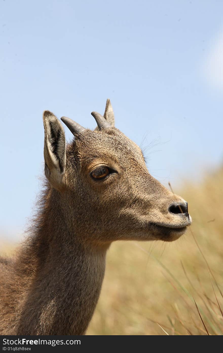 Nilgiri tahr sambar deer