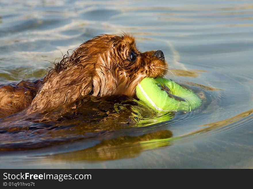 A Dog Swimming With A Yellow Rubber Ring