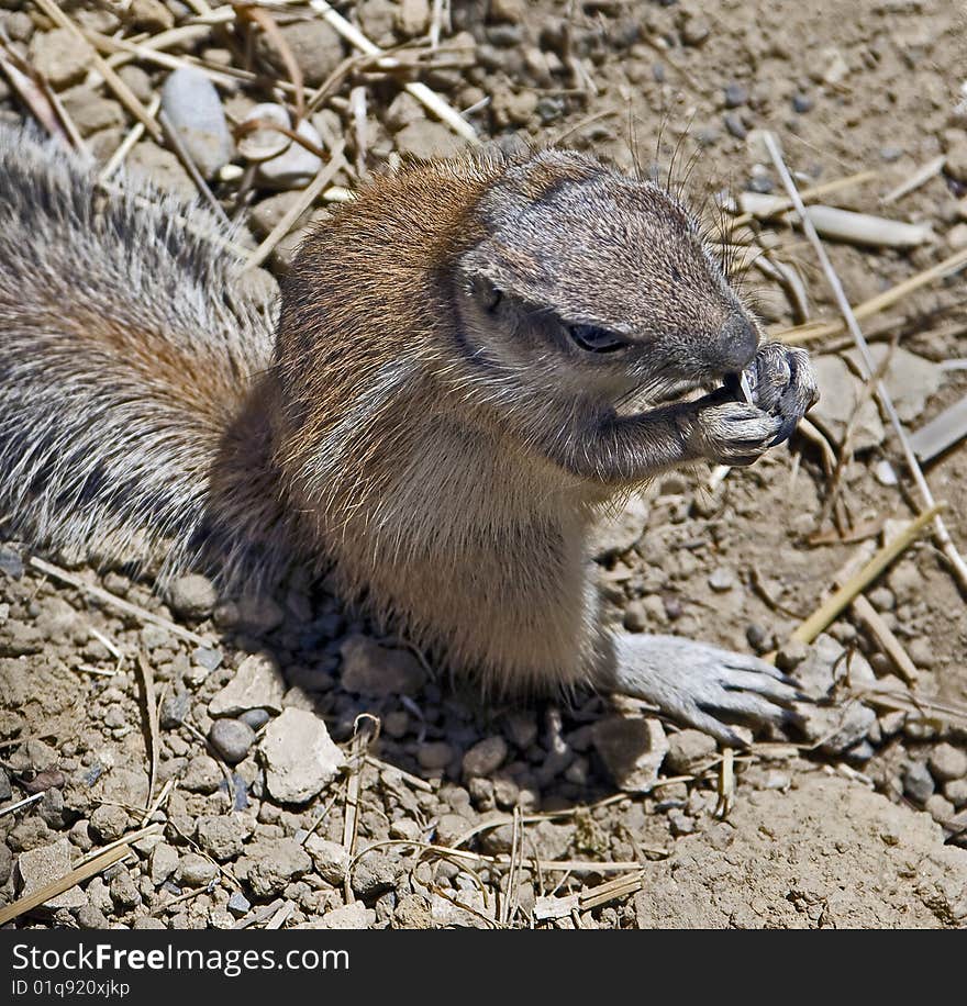 African ground squirrel 4