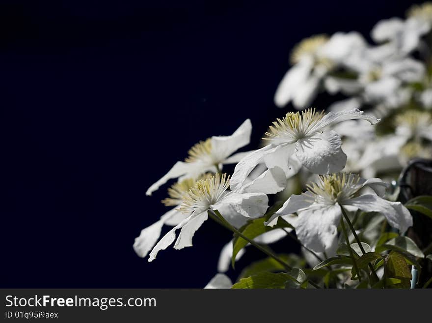 White Clematis