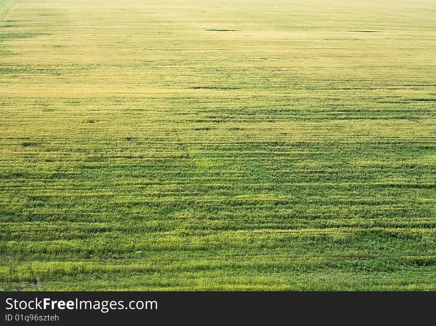 Image of a wheat field. Image of a wheat field