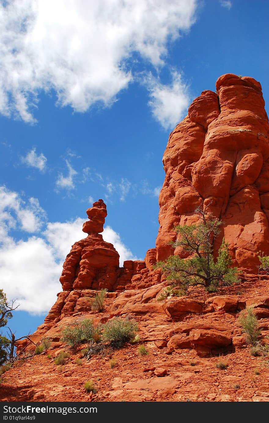 Arizona cactus