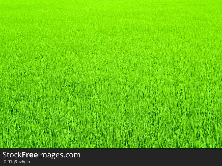 Rice seedling with nature green for background