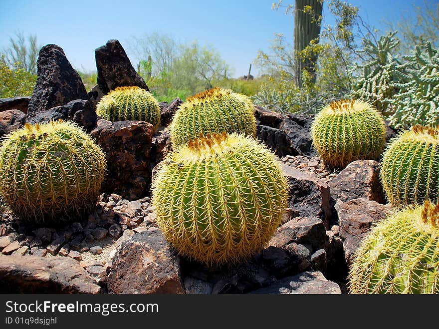 Arizona cactus