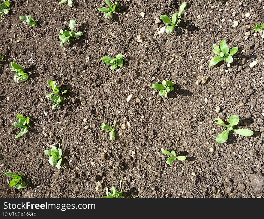 Seedlings Growing