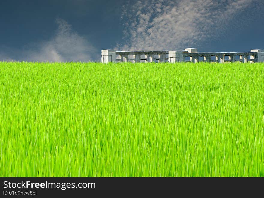 Rice seedling and vantage small bridge