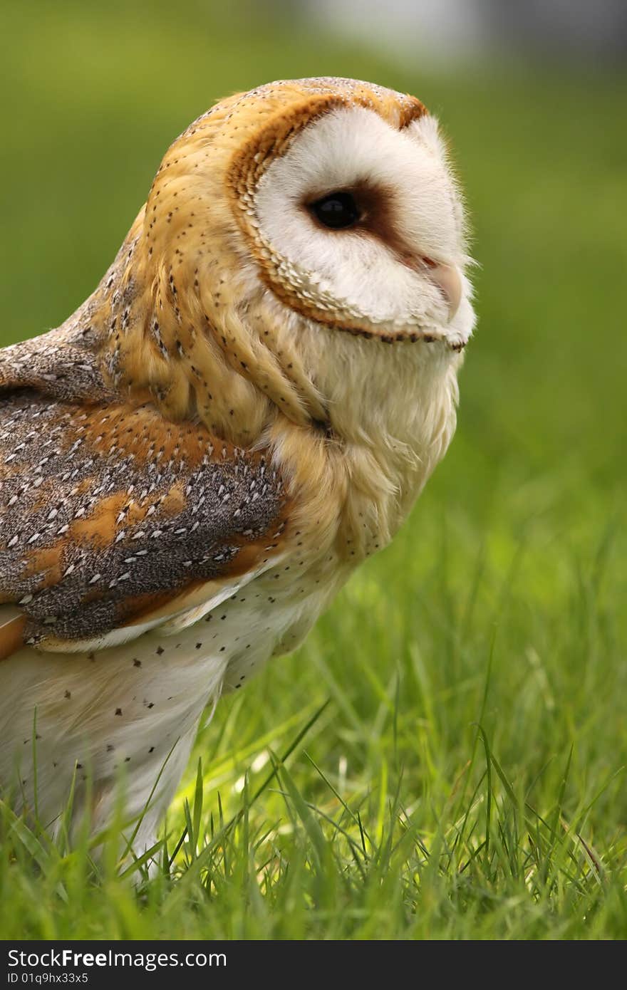 Barn Owl Standing In The Grass