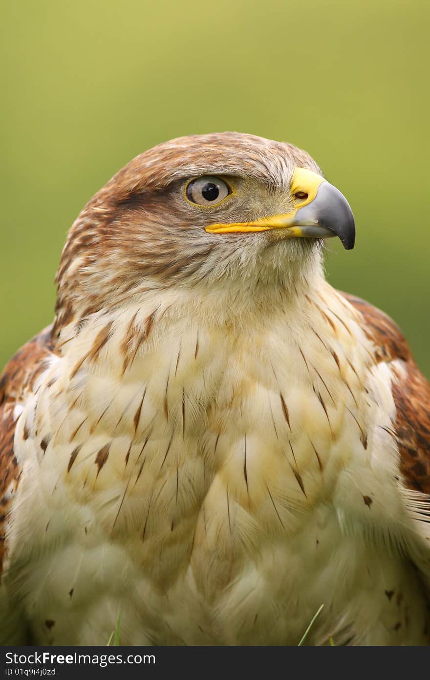 Ferruginous hawk (Butea Regalis)