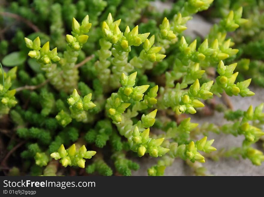 Fresh green grass.Garden flowers.