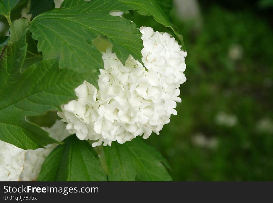 Branch with white flowers.