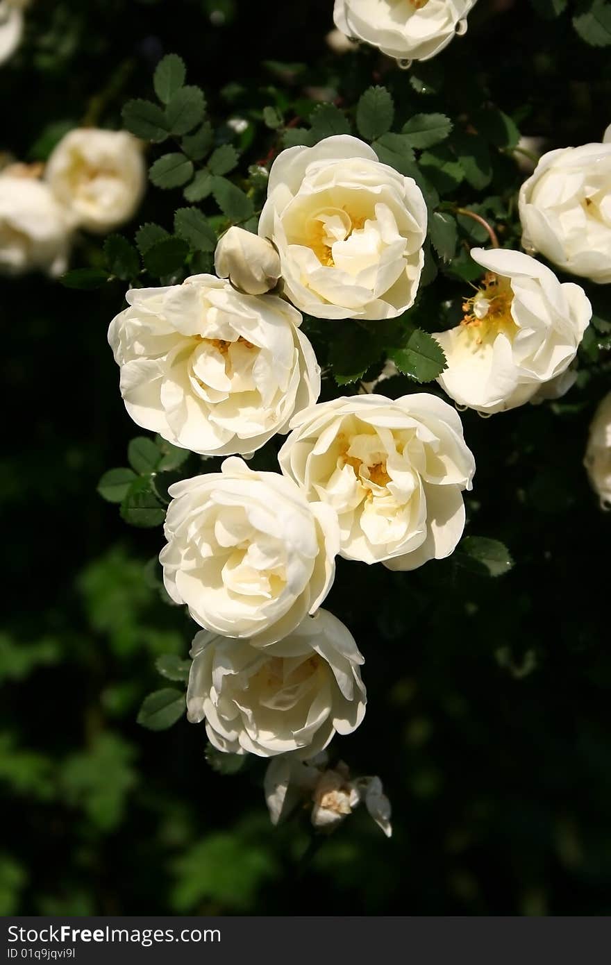 Scarlet flowering rose with a bright green foliage