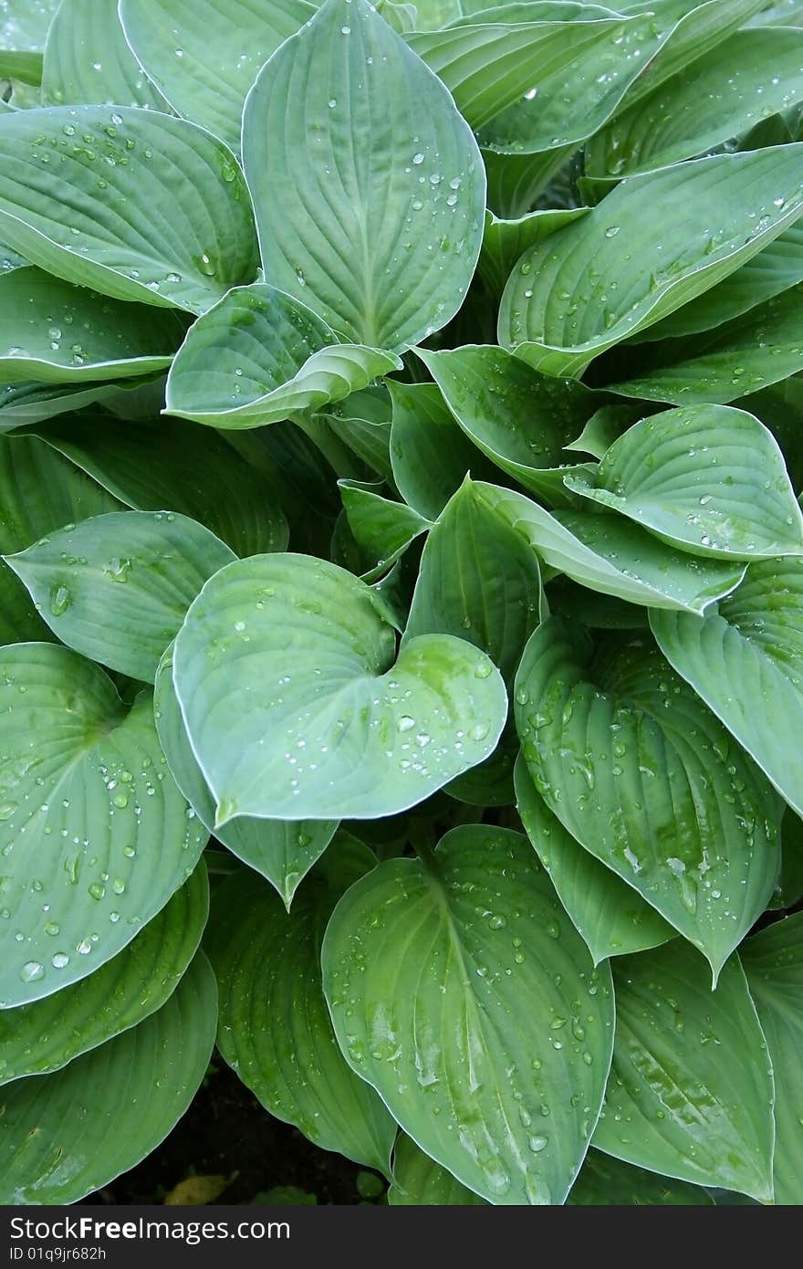 Fresh green grass with drops.