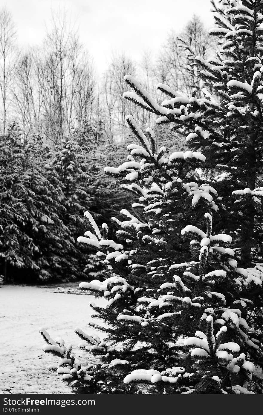 A tree stands out from the crowd covered in snow. A tree stands out from the crowd covered in snow.