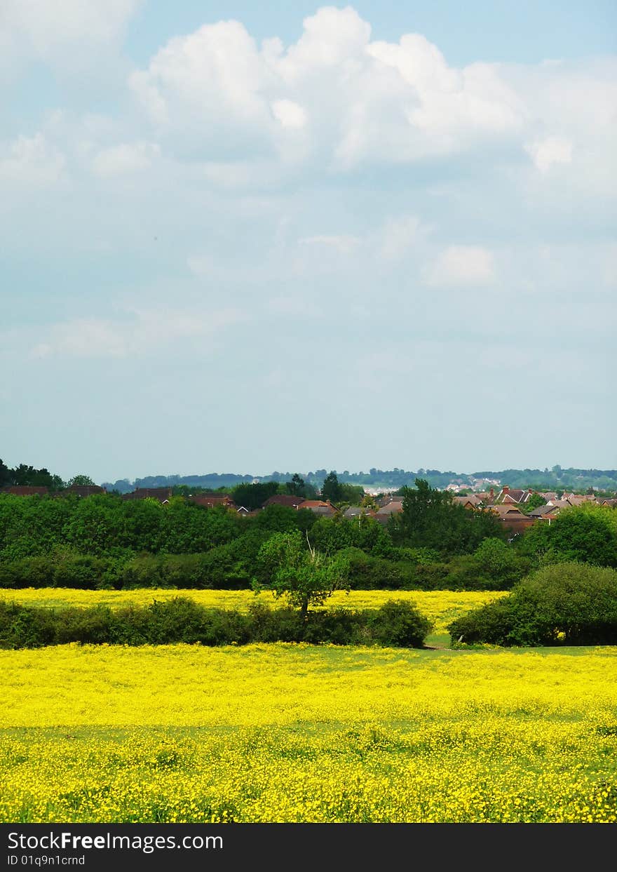 A countryside field in Swindon. A countryside field in Swindon.