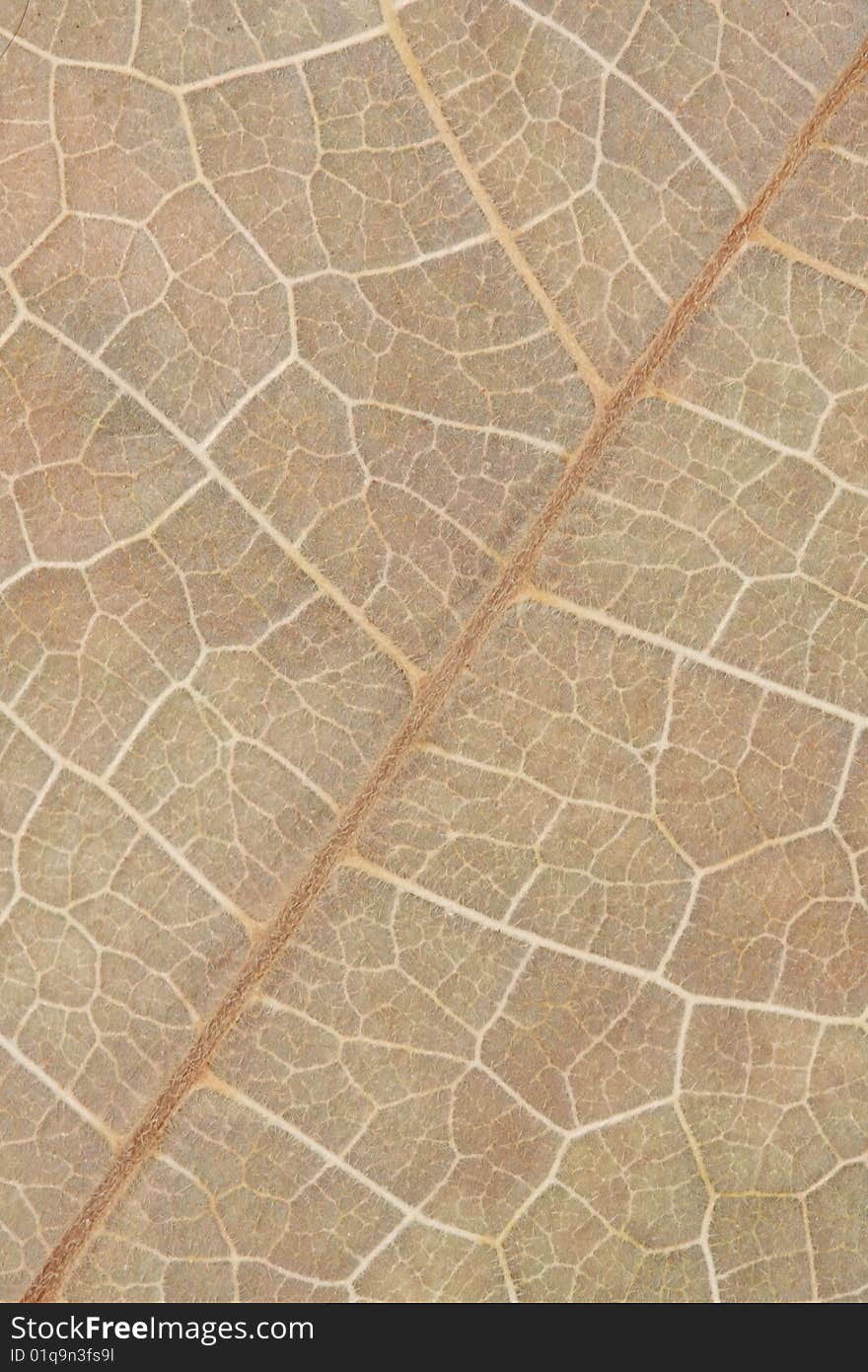 Leaf Macro