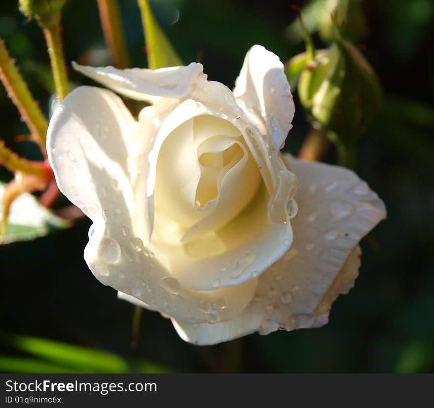 White rose in the garden