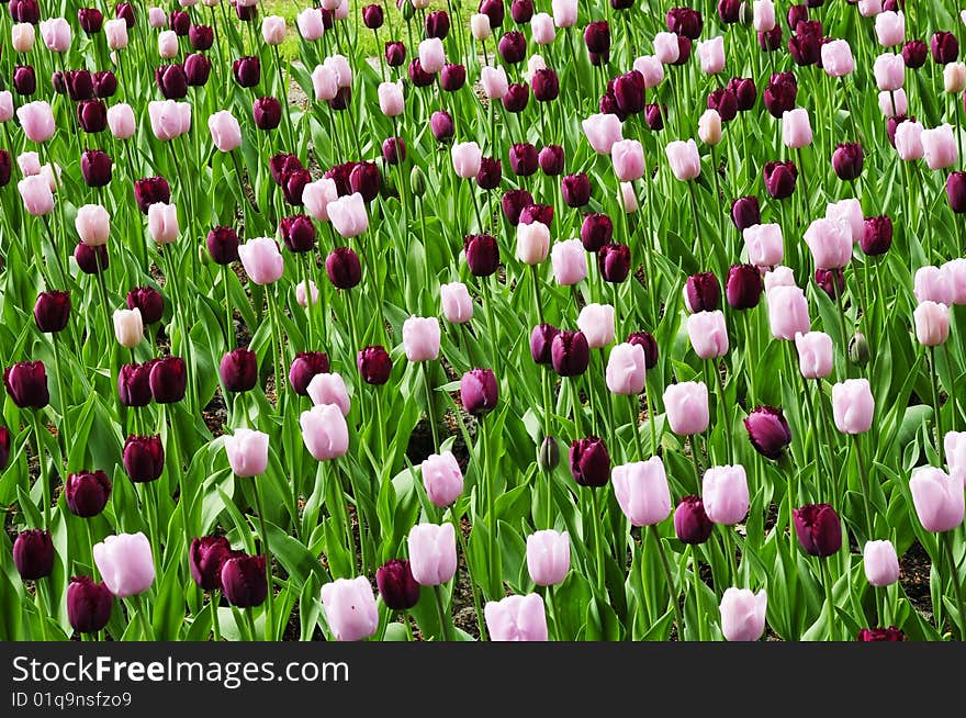 Tulip garden with blooming flowers, romantic tulip field. Tulip garden with blooming flowers, romantic tulip field