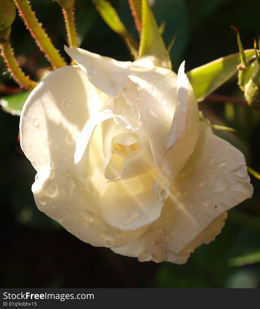 The rays of the sun on the white rose