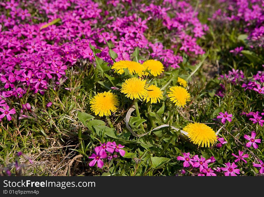 Spring, backgrounds with flowers in city