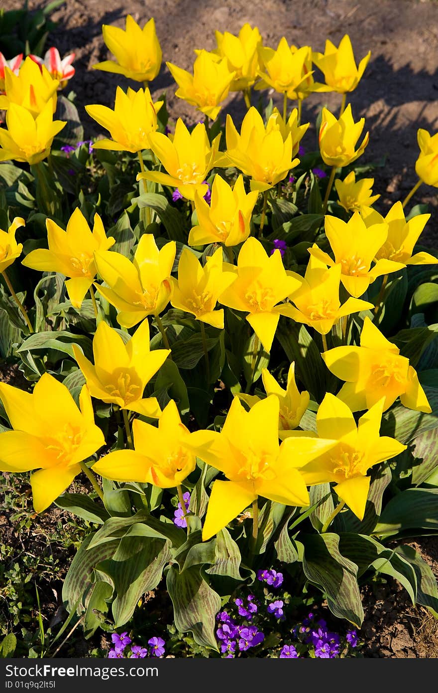 Spring, backgrounds with flowers in city