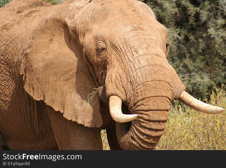 An elephant head with tusks. An elephant head with tusks