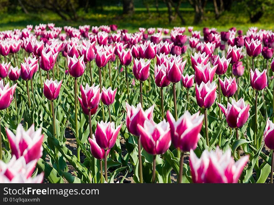 Spring, backgrounds with flowers in city