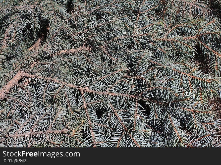 Green spruce boughs for a background. Green spruce boughs for a background