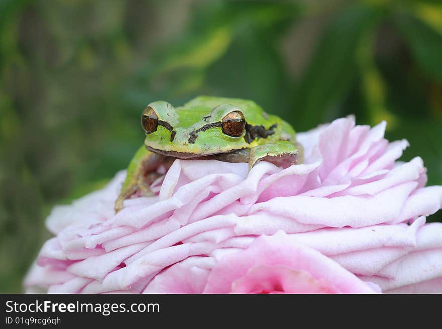 Rain forest tree frog on a pink rose