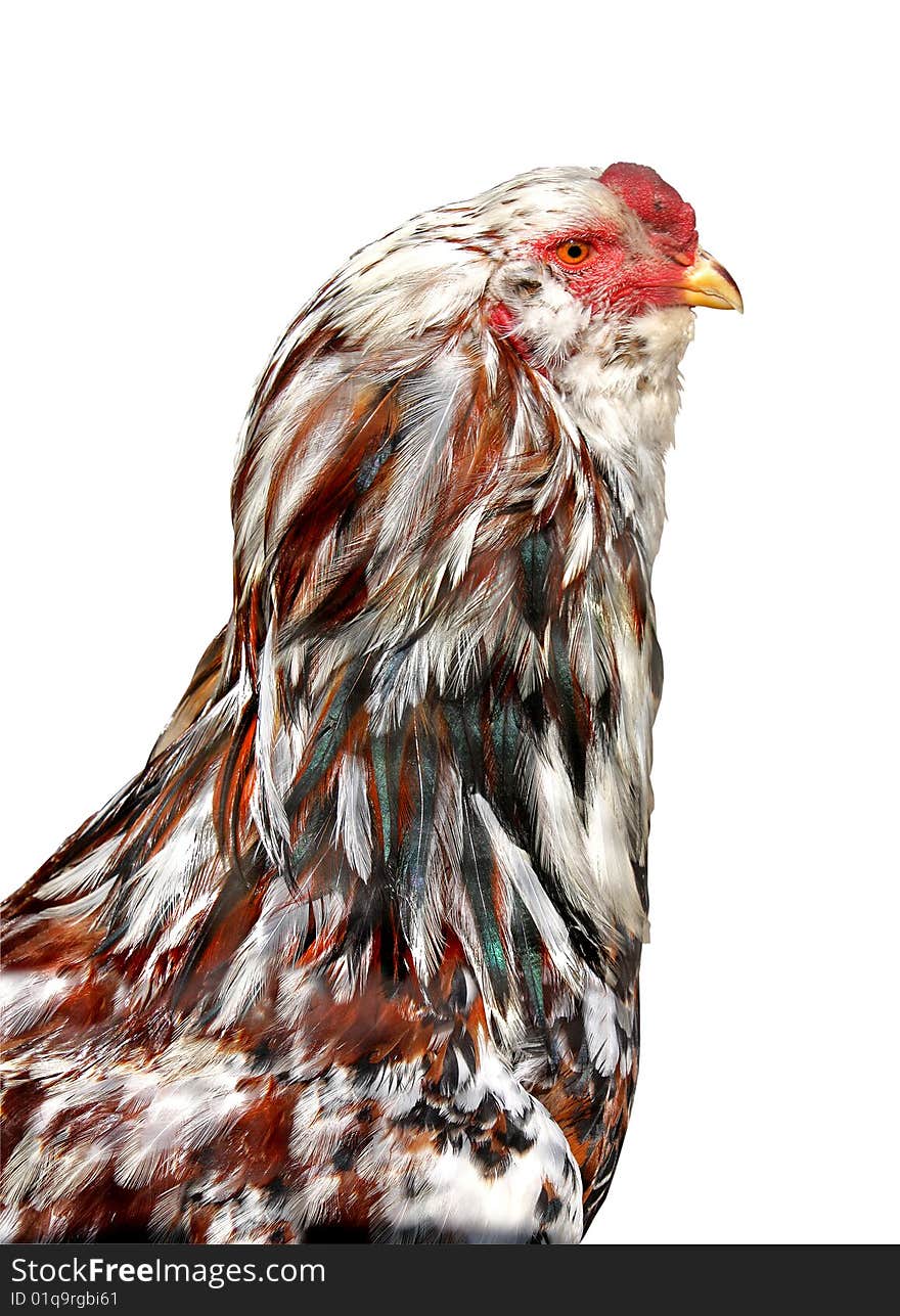 Hen