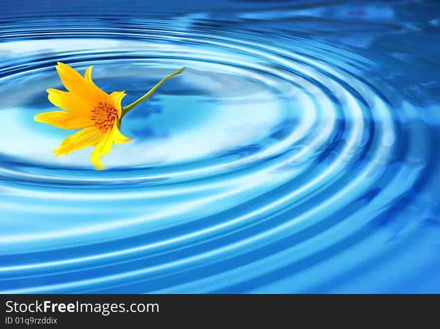 Yellow flower falling on a clear wter pond. Yellow flower falling on a clear wter pond