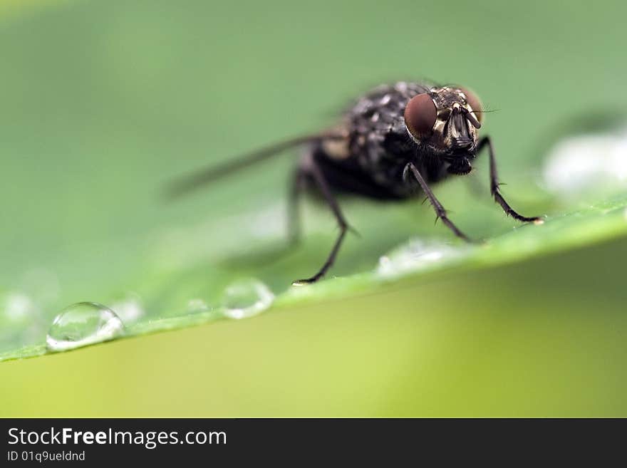 Close up fly