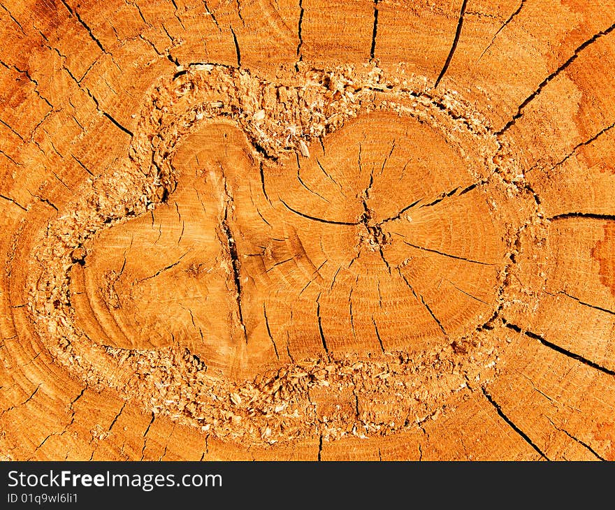 Cut of a tree an oak аbstract background