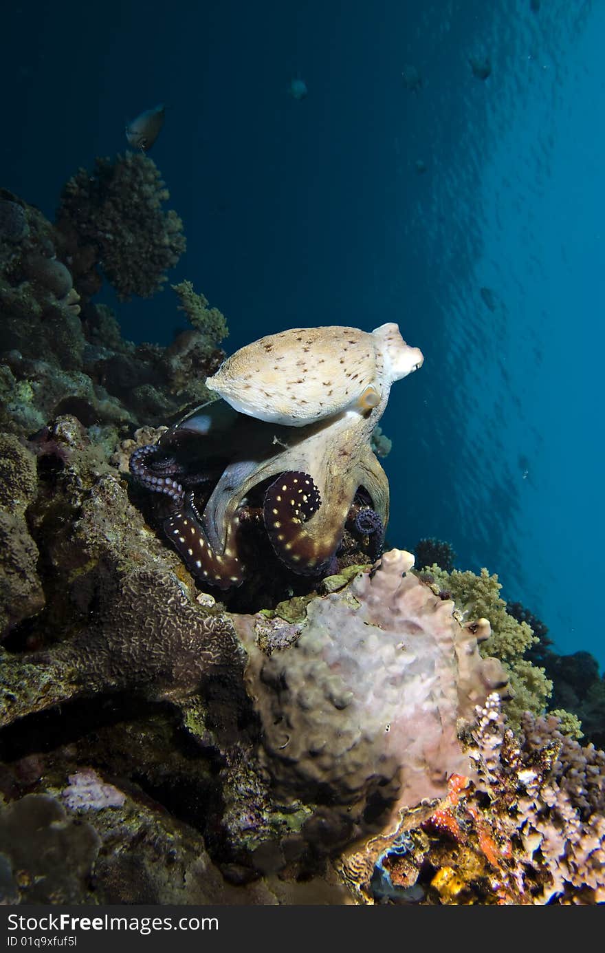 An Octopus hunting the on the reef